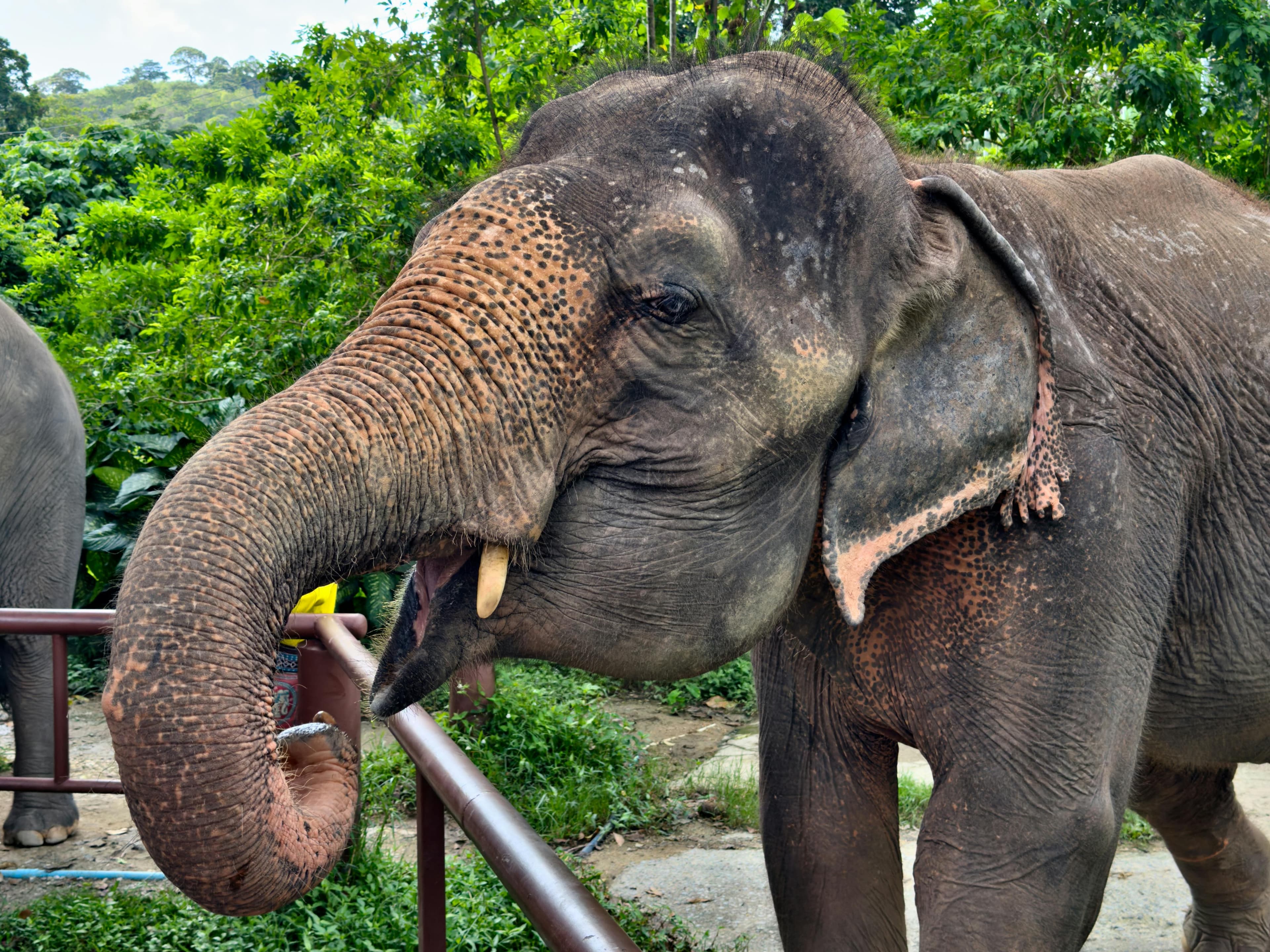 Phuket Elephant Sanctuary